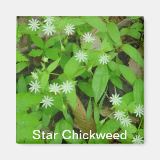Star Chickweed Magneet