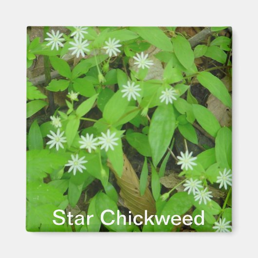 Star Chickweed Magneet (Voorkant)