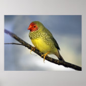 Star Finch afdrukken Poster (Voorkant)