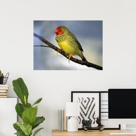 Star Finch afdrukken Poster (Thuiskantoor)