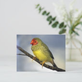 Star Finch Briefkaart (Staand voorkant)