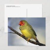 Star Finch Briefkaart (Voorkant / Achterkant)
