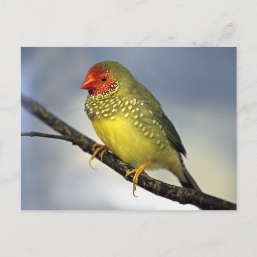 Star Finch Briefkaart (Voorkant)