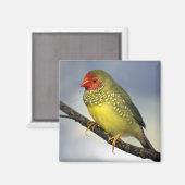 Star Finch Magneet (Voorkant / Achterkant)