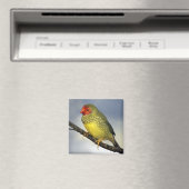 Star Finch Magneet (Insitu (Vaatwasser))