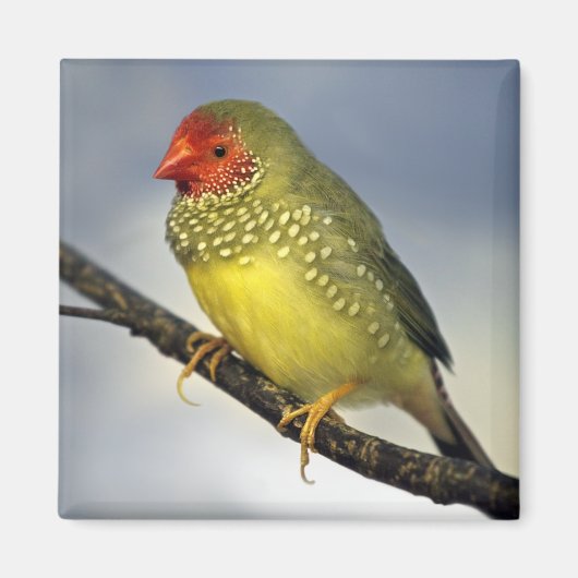 Star Finch Magneet (Voorkant)