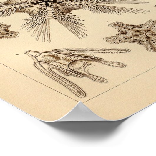 Star Fish Color Ernst Haeckel Print (Hoek)