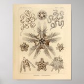 Star Fish Color Ernst Haeckel Print (Voorkant)