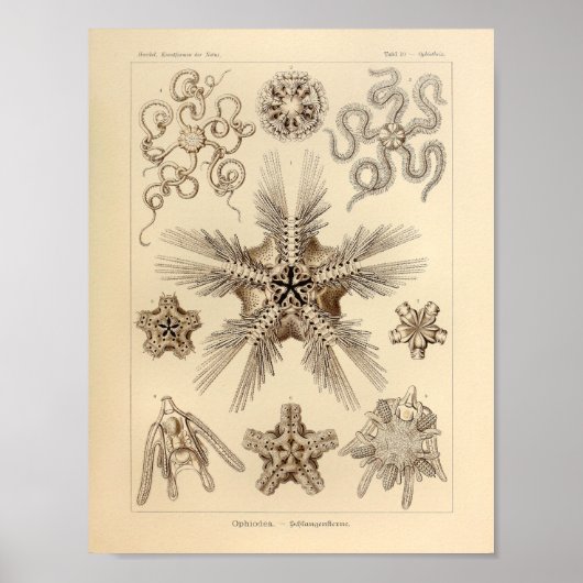 Star Fish Color Ernst Haeckel Print (Voorkant)