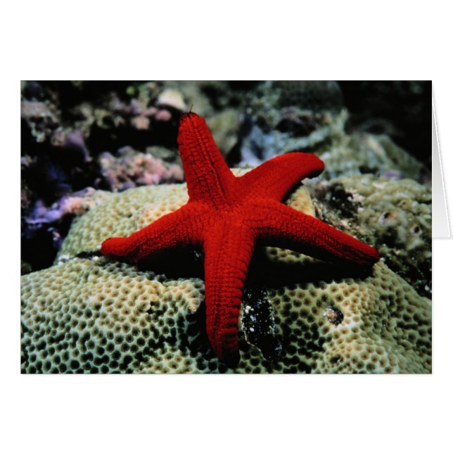 Star Fish | Rood Zee (Voorkant Horizontaal)