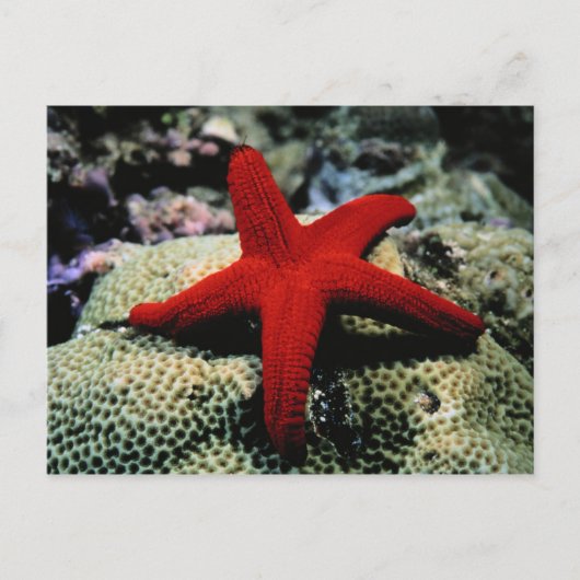 Star Fish | Rood Zee Briefkaart (Voorkant)