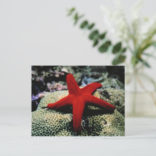 Star Fish | Rood Zee Briefkaart (Staand voorkant)
