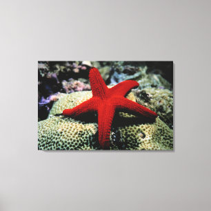 Star Fish   Rood Zee Canvas Afdruk