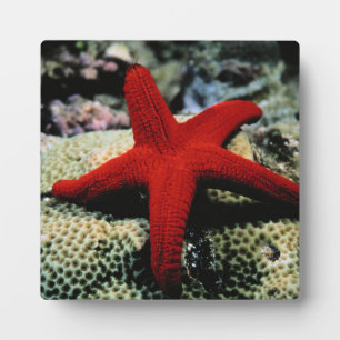 Star Fish   Rood Zee Fotoplaat