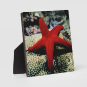Star Fish | Rood Zee Fotoplaat (Voorkant)