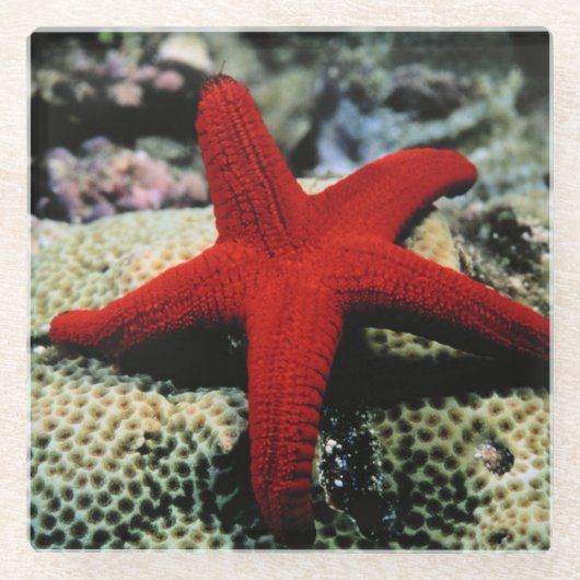 Star Fish | Rood Zee Glazen Onderzetter (Voorkant)