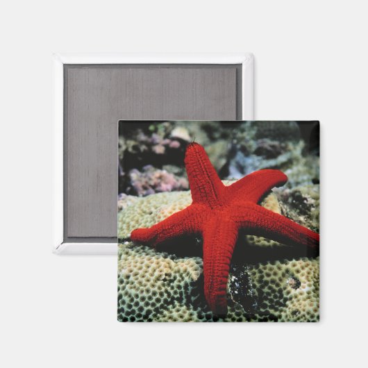Star Fish | Rood Zee Magneet (Voorkant / Achterkant)