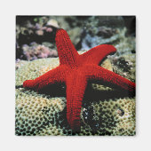 Star Fish | Rood Zee Magneet (Voorkant)