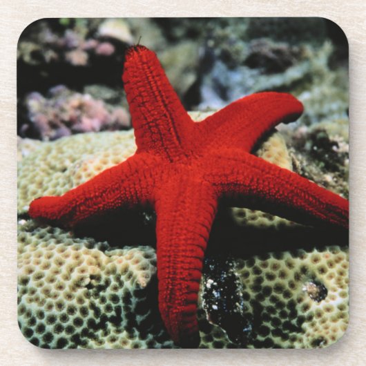 Star Fish | Rood Zee Onderzetter (Voorkant)