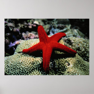 Star Fish   Rood Zee Poster