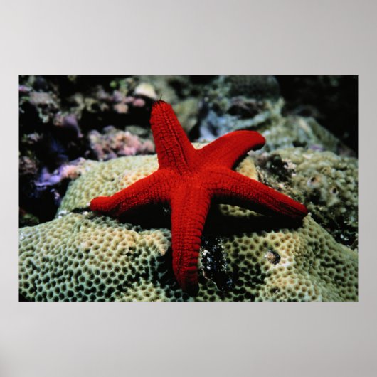 Star Fish | Rood Zee Poster (Voorkant)