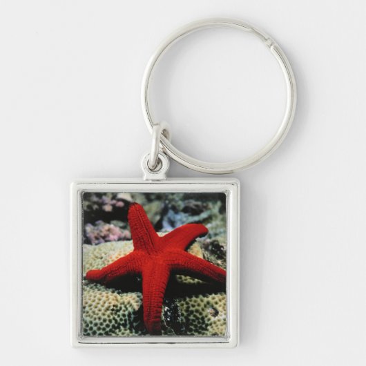Star Fish | Rood Zee Sleutelhanger (Voorkant)