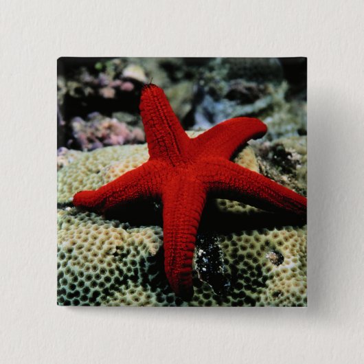 Star Fish | Rood Zee Vierkante Button 5,1 Cm (Voorkant)