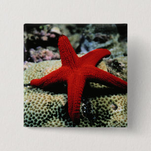 Star Fish   Rood Zee Vierkante Button 5,1 Cm