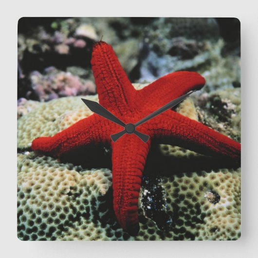 Star Fish | Rood Zee Vierkante Klok (Voorkant)