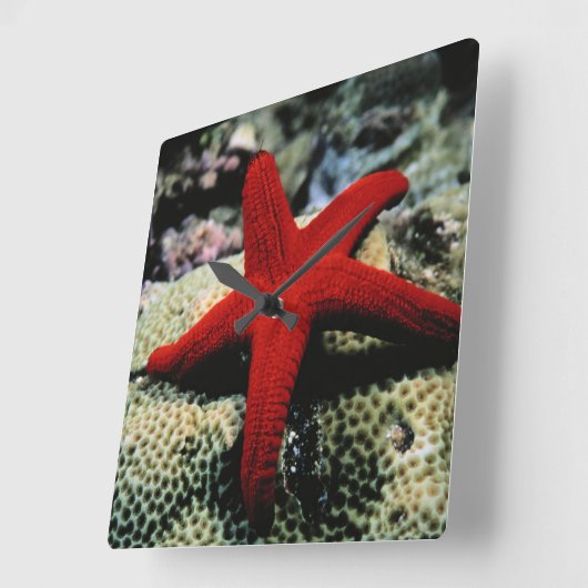 Star Fish | Rood Zee Vierkante Klok (Hoek)