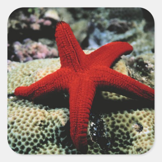 Star Fish | Rood Zee Vierkante Sticker (Voorkant)