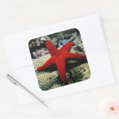 Star Fish | Rood Zee Vierkante Sticker (Envelop)