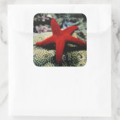 Star Fish | Rood Zee Vierkante Sticker (Tas)