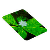 Star Flower a White Wilflower Abstract Magneet (Rechterzijde)