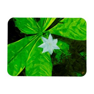 Star Flower a White Wilflower Abstract Magneet
