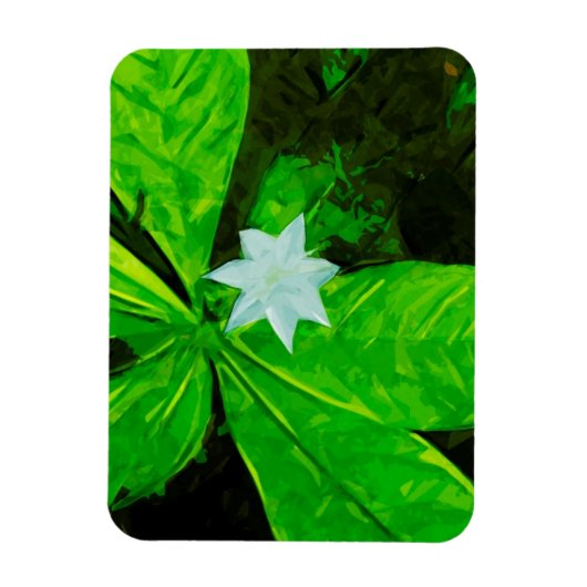 Star Flower a White Wilflower Abstract Magneet (Verticaal)