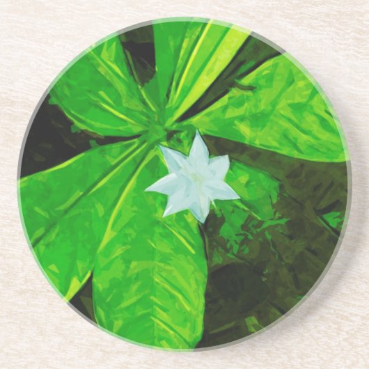 Star Flower a White Wilflower Abstract Zandsteen Onderzetter (Voorkant)