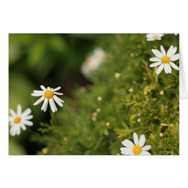 Star Flowers (Voorkant Horizontaal)
