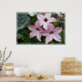 Star Flowers Nicotania Poster (Keuken)