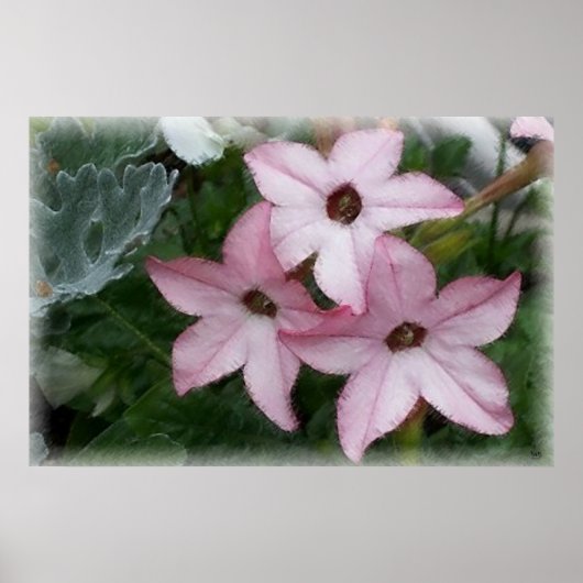 Star Flowers Nicotania Poster (Voorkant)