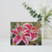 Star Gazer Lily briefkaart (Staand voorkant)