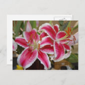 Star Gazer Lily briefkaart (Voorkant / Achterkant)