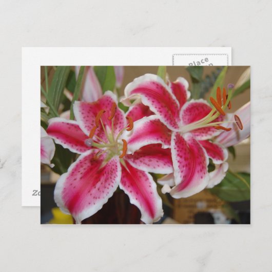 Star Gazer Lily briefkaart (Voorkant / Achterkant)