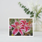 Star Gazer Lily Briefkaart (Staand voorkant)