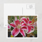 Star Gazer Lily Briefkaart (Voorkant / Achterkant)