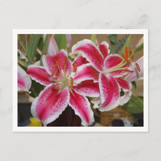 Star Gazer Lily Briefkaart (Voorkant)