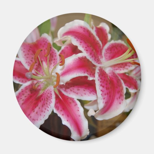 Star Gazer Lily ronde magneet (Voorkant)