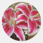 Star Gazer Lily Sticker (Voorkant)