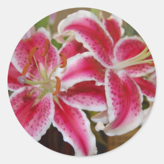 Star Gazer Lily Sticker