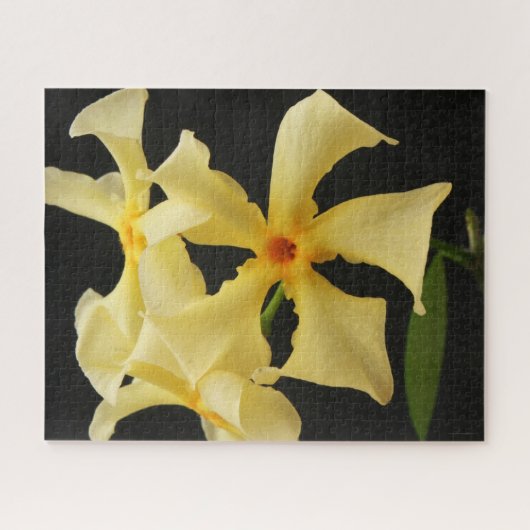 Star Jasmine Bloem 16x20 520pc jpa Legpuzzel (Horizontaal)